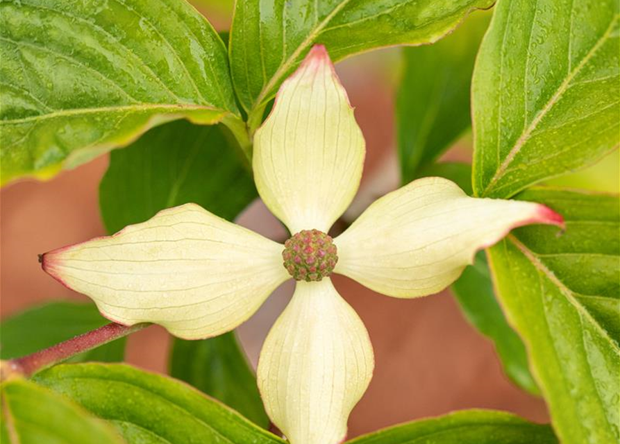 Japanischer Blumen-Hartriegel 'Claudia'