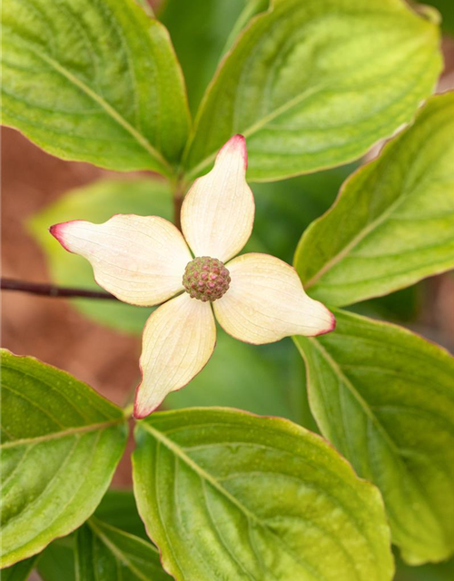 Japanischer Blumen-Hartriegel 'Claudia'