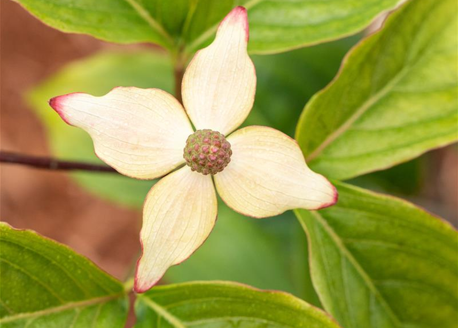 Japanischer Blumen-Hartriegel 'Claudia'