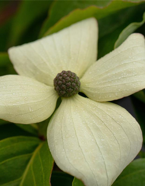 Japanischer Blumen-Hartriegel 'Claudia'