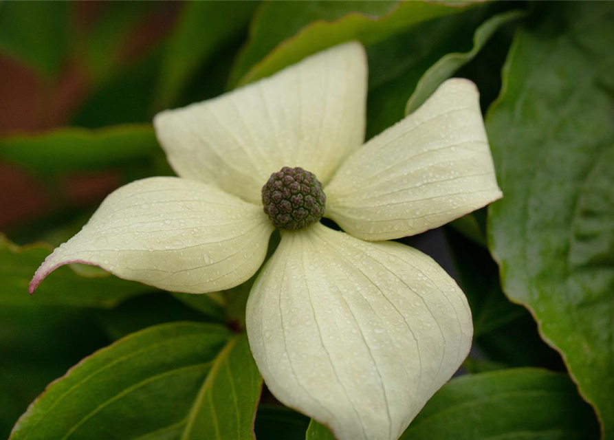 Japanischer Blumen-Hartriegel 'Claudia'