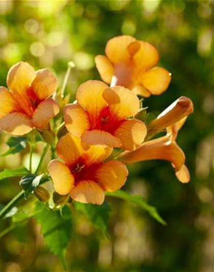 Campsis radicans 'Indian Summer'® 