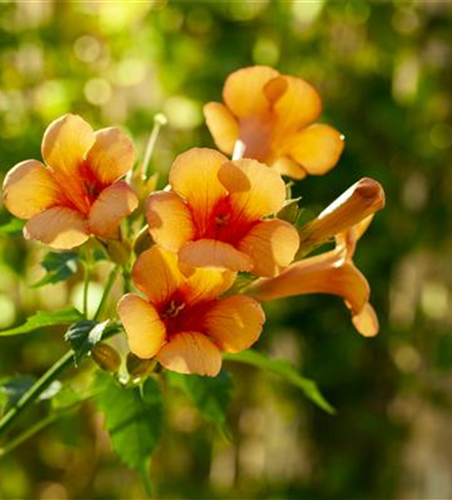 Campsis radicans 'Indian Summer'® 