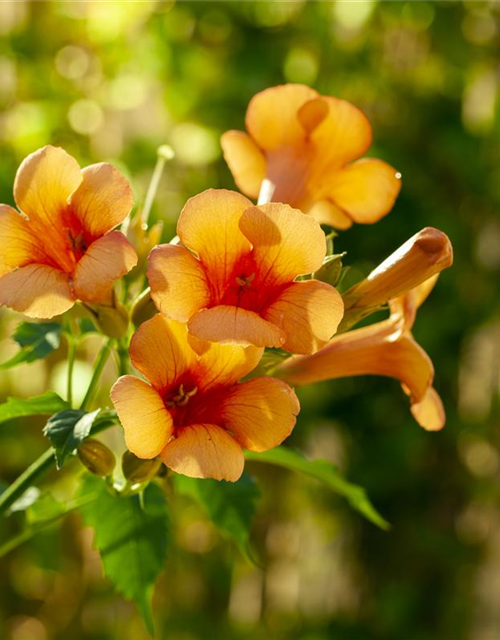 Campsis radicans 'Indian Summer'® 