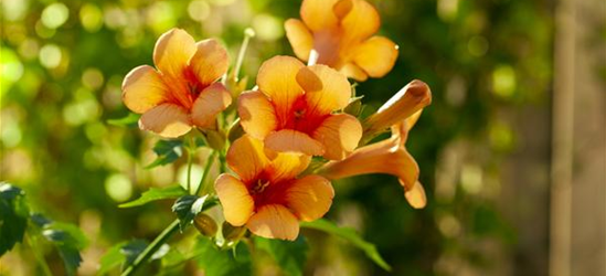 Campsis radicans 'Indian Summer'® 