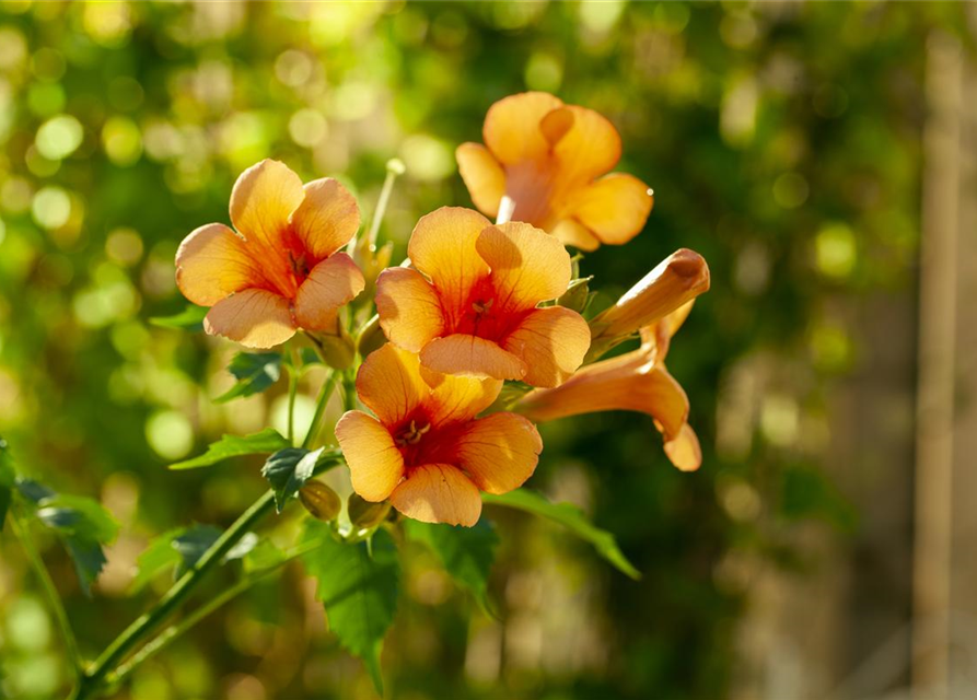 Campsis radicans 'Indian Summer'® 