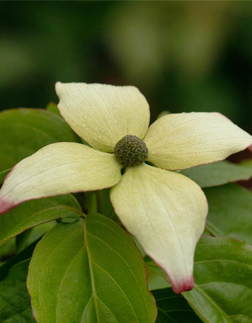 Japanischer Blumen-Hartriegel 'Claudia'