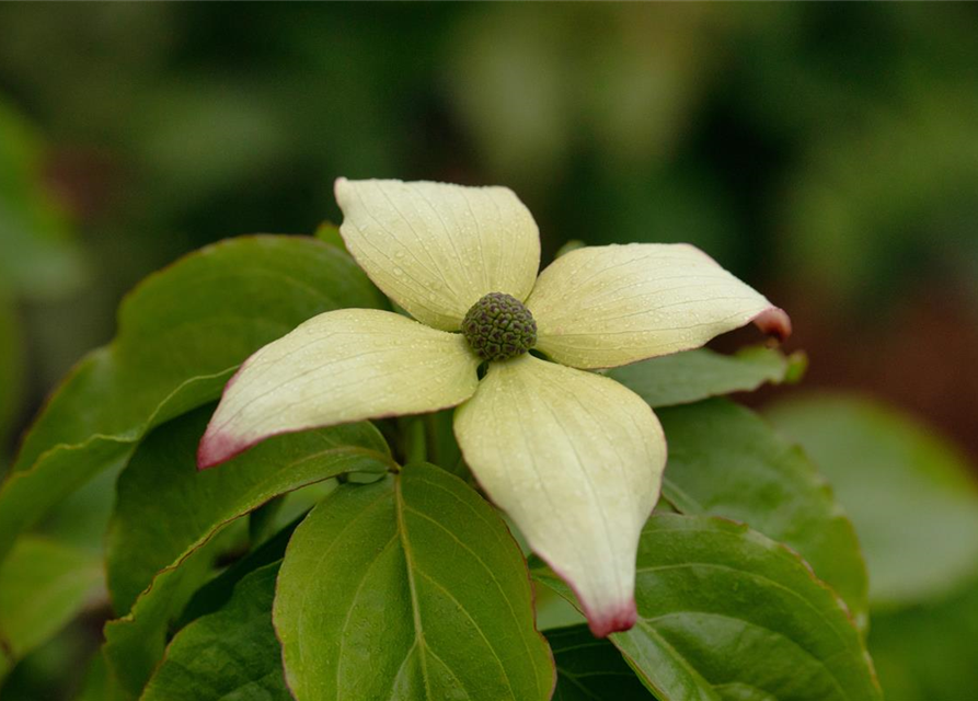 Japanischer Blumen-Hartriegel 'Claudia'