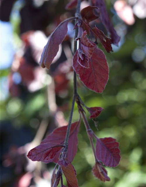 Blutbuche 'Purple Fountain'