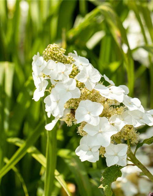 Eichenblättrige Hortensie 'Ruby Slippers'