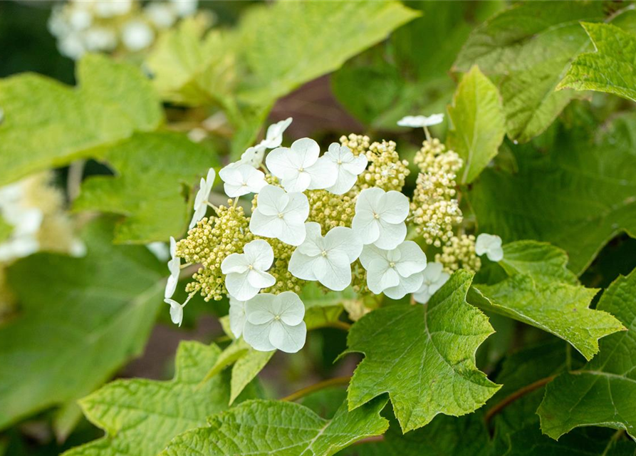 Eichenblättrige Hortensie 'Ruby Slippers'