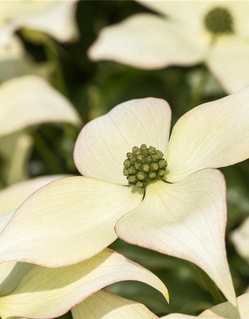 Japanischer Blumen-Hartriegel 'Schmetterling'