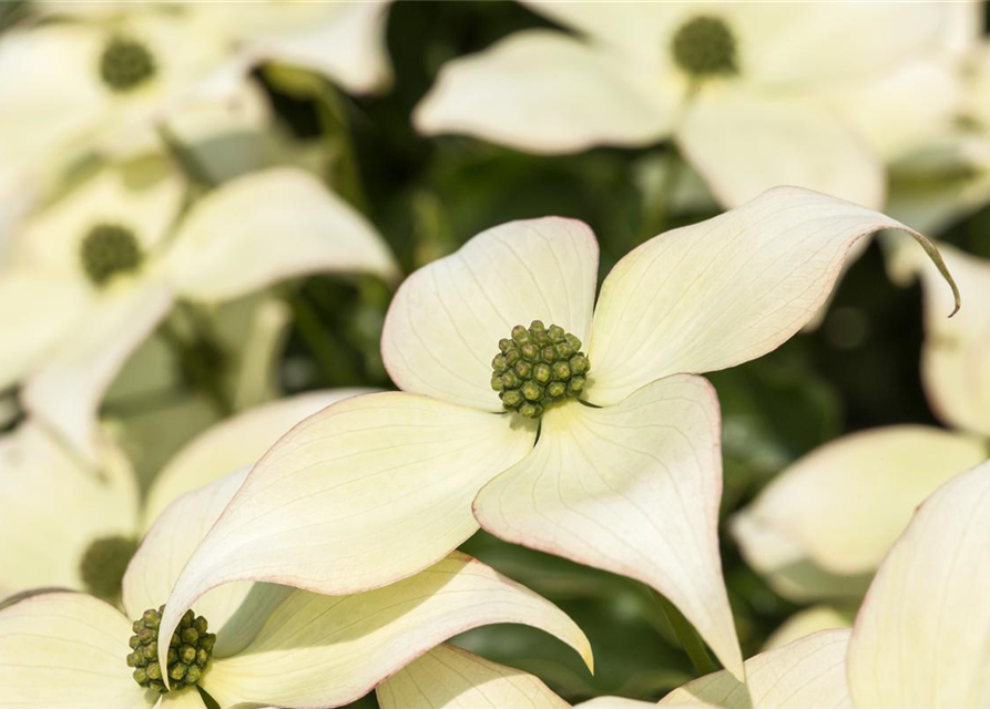 Japanischer Blumen-Hartriegel 'Schmetterling'