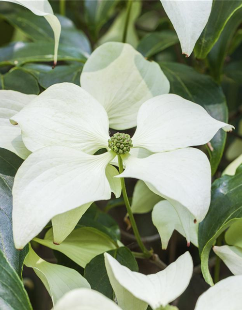 Japanischer Blumen-Hartriegel 'Schmetterling'