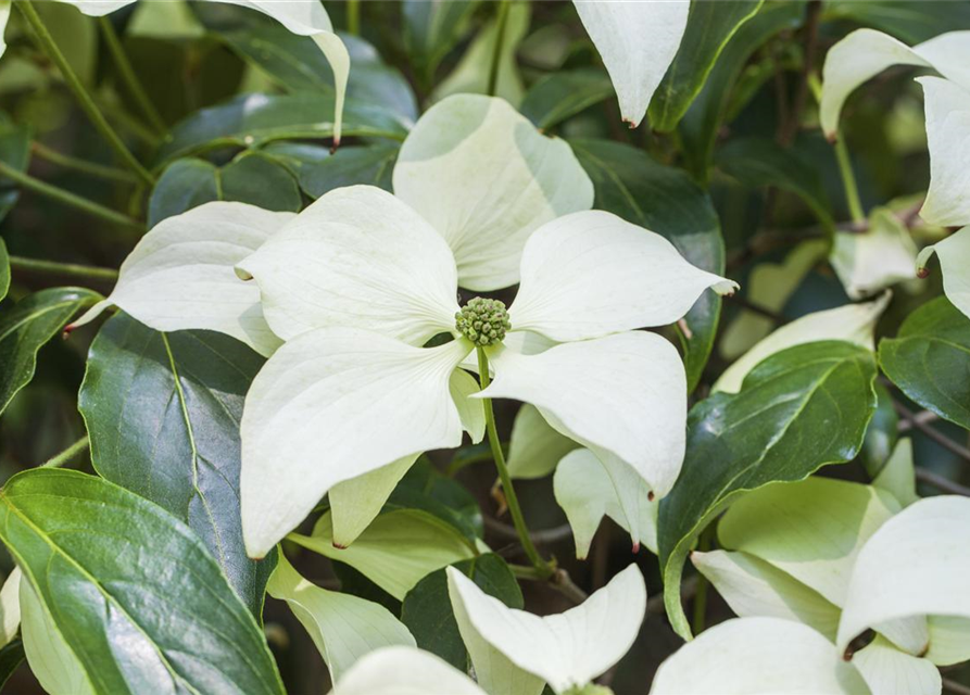 Japanischer Blumen-Hartriegel 'Schmetterling'