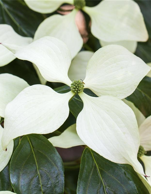 Japanischer Blumen-Hartriegel 'Schmetterling'