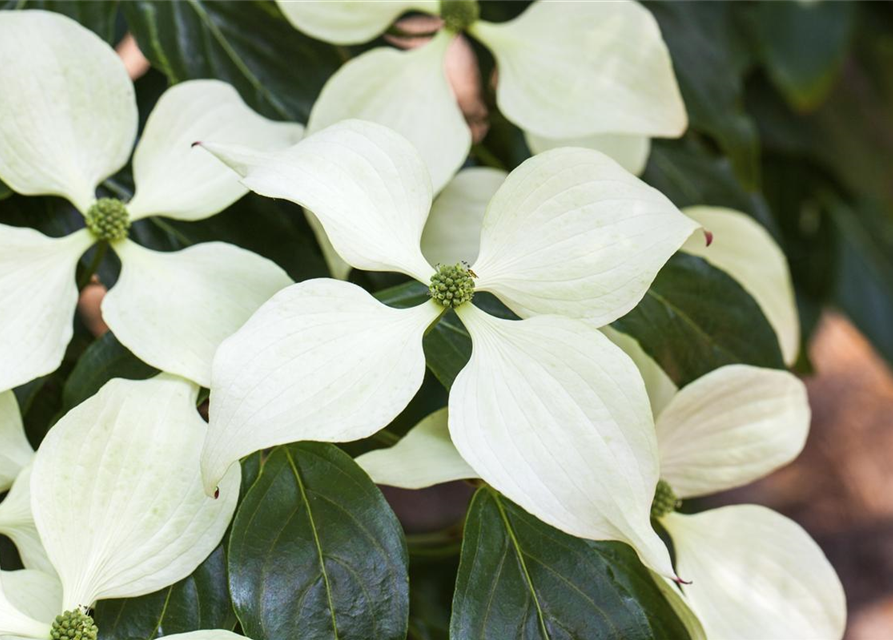 Japanischer Blumen-Hartriegel 'Schmetterling'