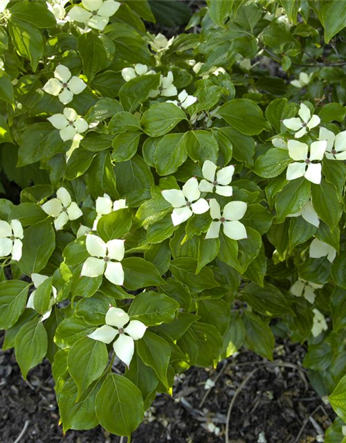 Japanischer Blumen-Hartriegel 'Schmetterling'