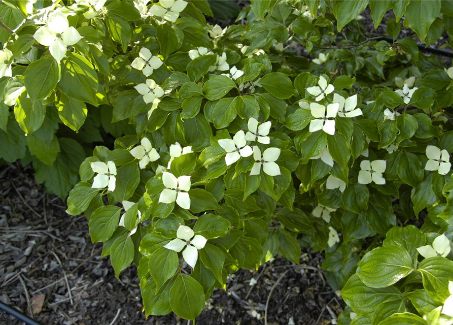 Japanischer Blumen-Hartriegel 'Schmetterling'