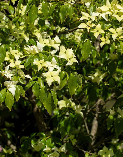 Japanischer Blumen-Hartriegel 'Schmetterling'