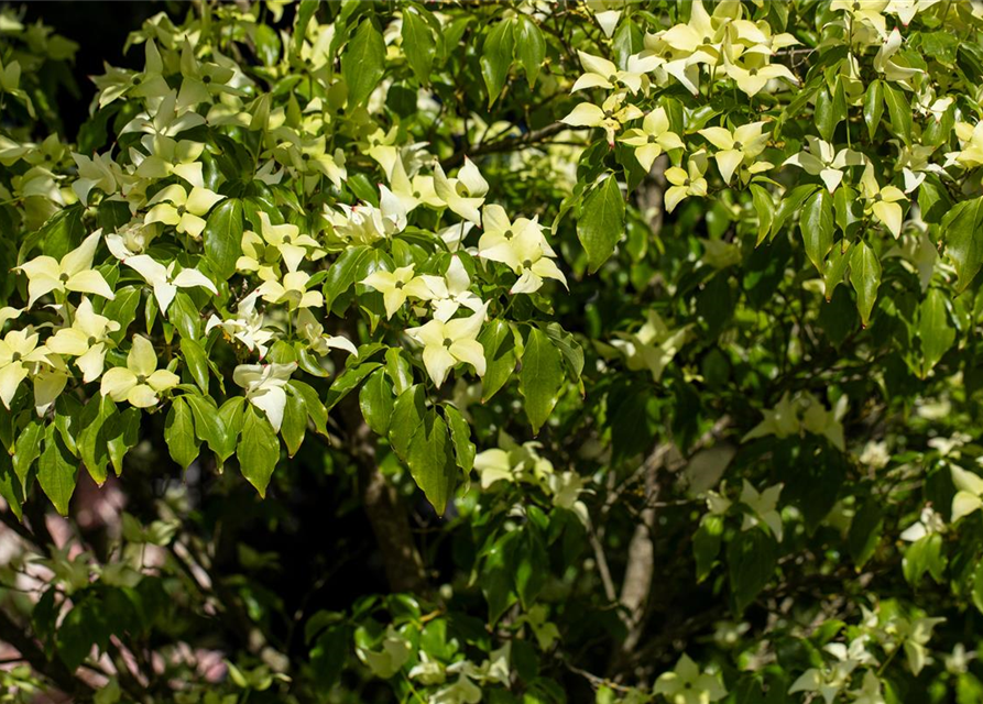 Japanischer Blumen-Hartriegel 'Schmetterling'