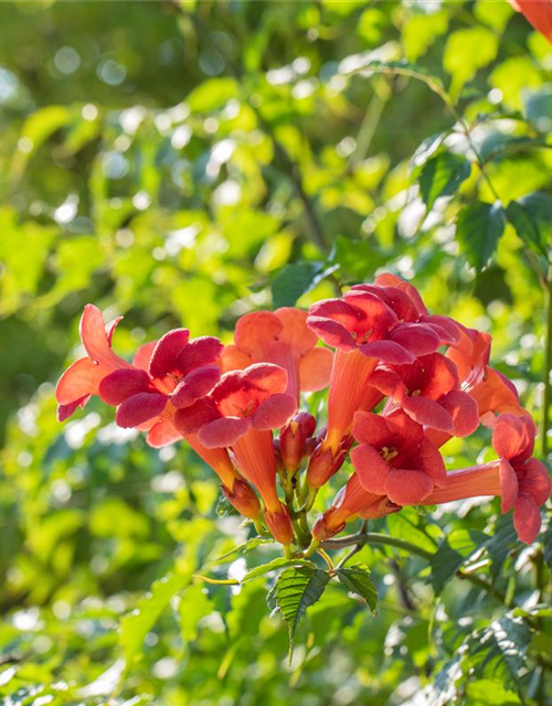 Trompetenblume 'Flamenco'