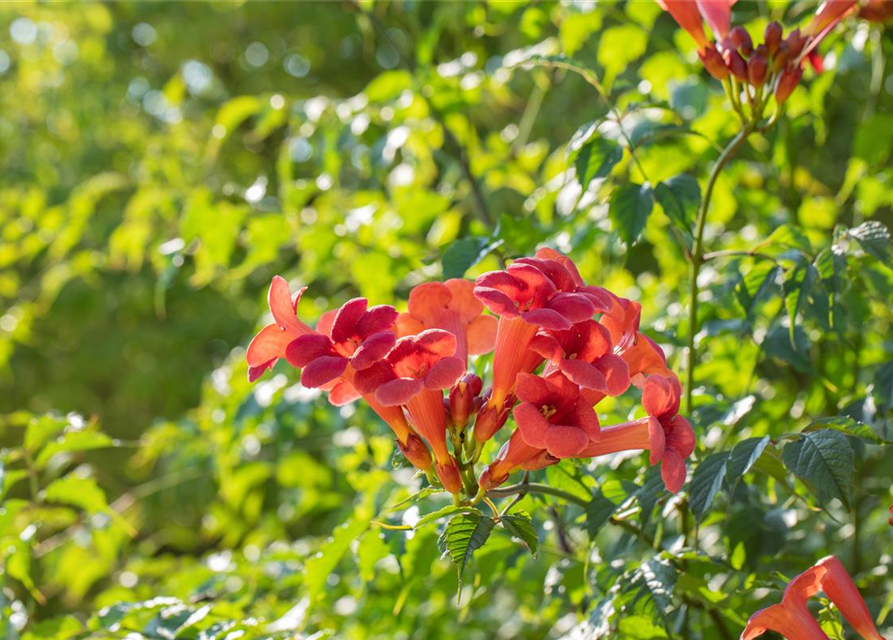 Trompetenblume 'Flamenco'