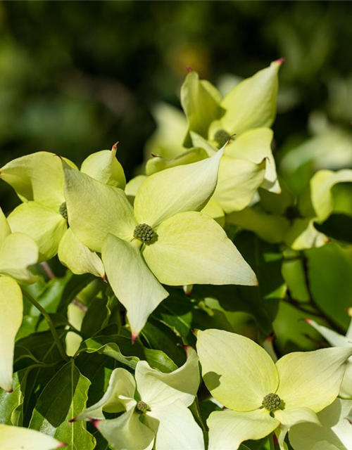 Japanischer Blumen-Hartriegel 'Schmetterling'