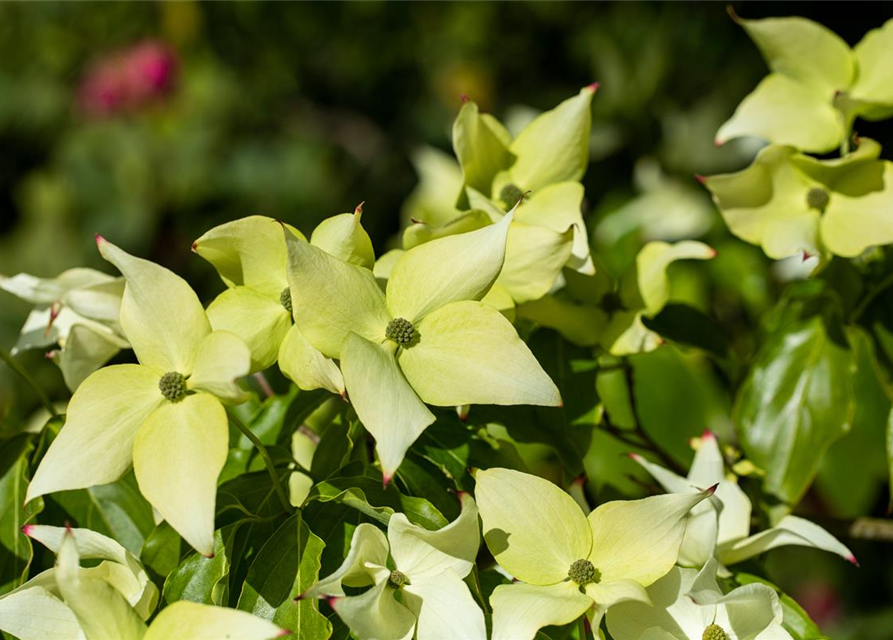 Japanischer Blumen-Hartriegel 'Schmetterling'