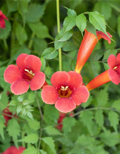 Trompetenblume 'Flamenco'