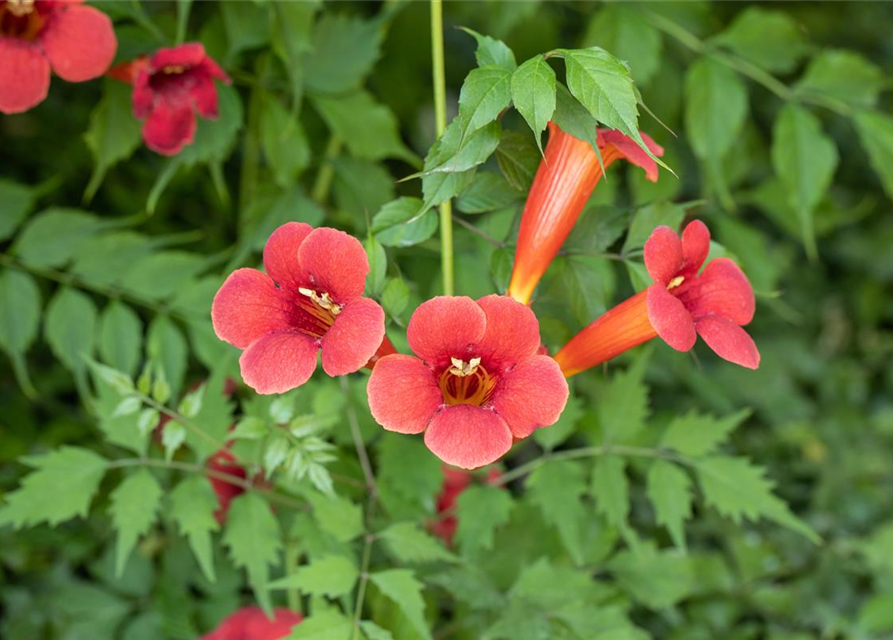 Trompetenblume 'Flamenco'