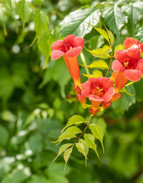 Trompetenblume 'Flamenco'