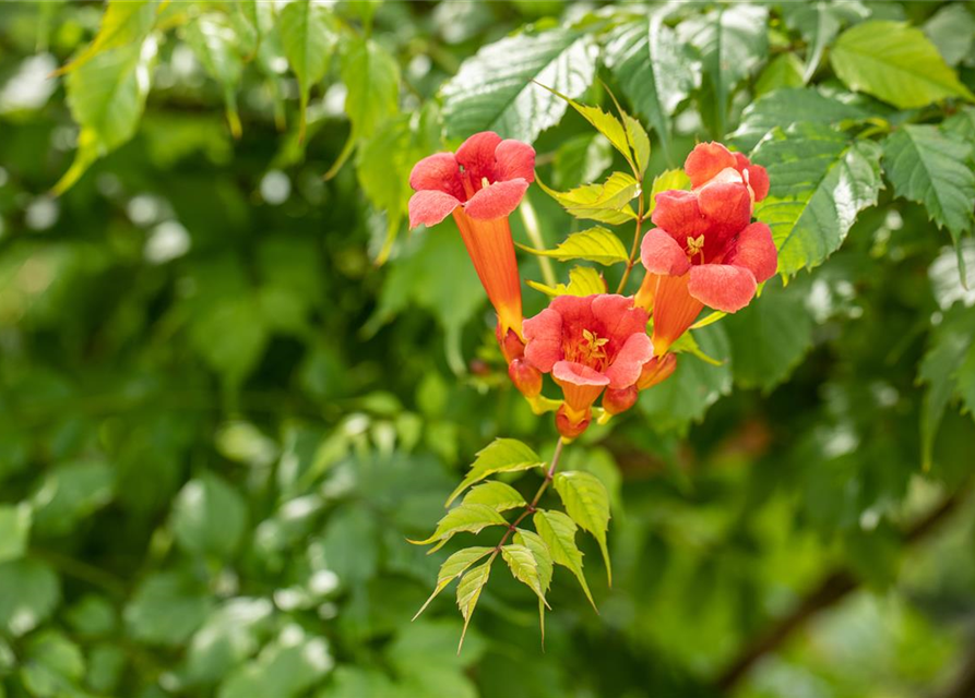 Trompetenblume 'Flamenco'