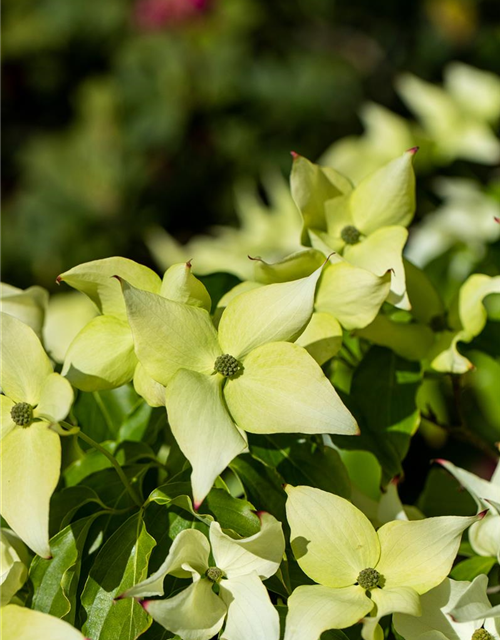 Japanischer Blumen-Hartriegel 'Schmetterling'