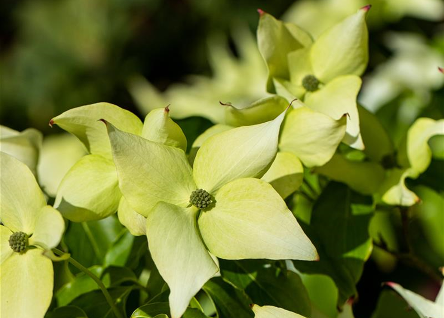 Japanischer Blumen-Hartriegel 'Schmetterling'