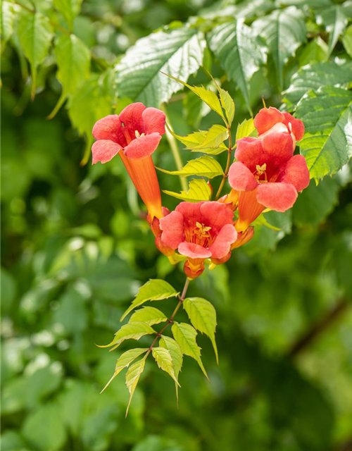 Trompetenblume 'Flamenco'