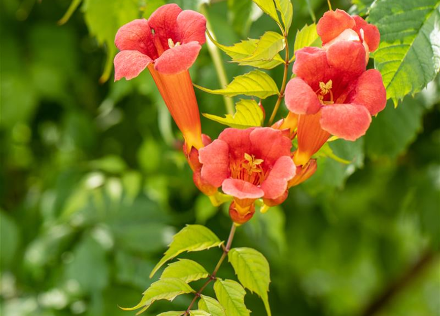 Trompetenblume 'Flamenco'