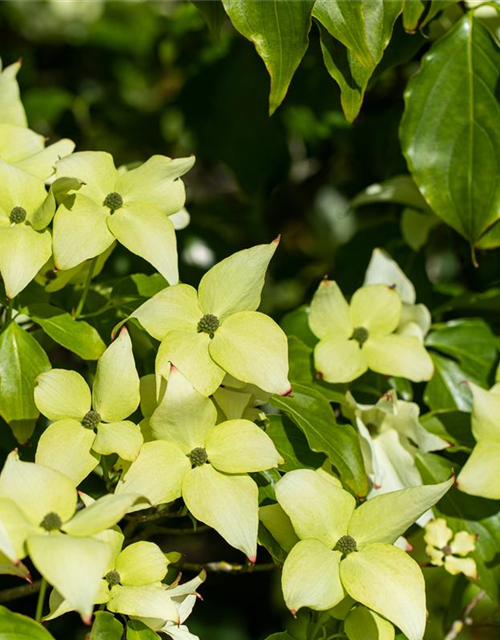 Japanischer Blumen-Hartriegel 'Schmetterling'