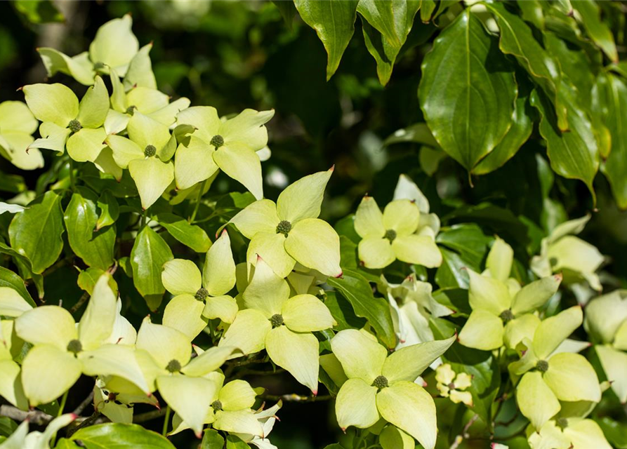 Japanischer Blumen-Hartriegel 'Schmetterling'