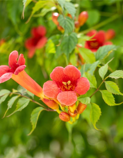 Trompetenblume 'Flamenco'