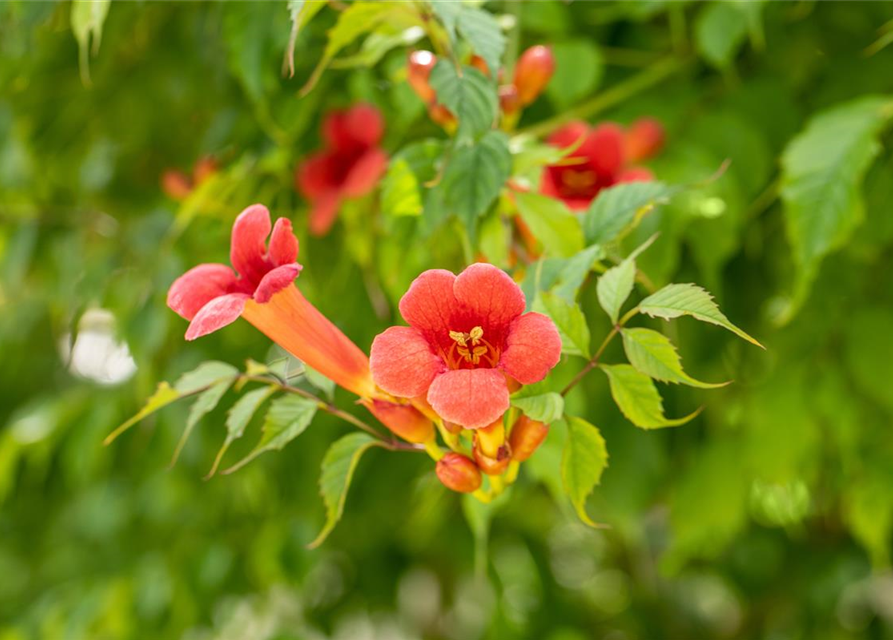 Trompetenblume 'Flamenco'