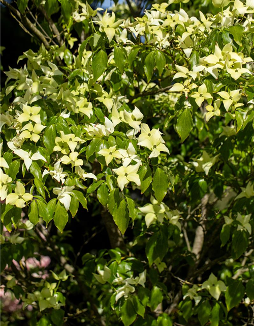 Japanischer Blumen-Hartriegel 'Schmetterling'