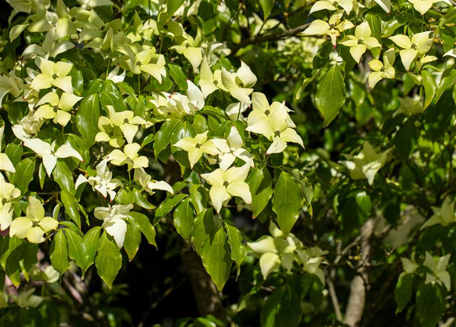 Japanischer Blumen-Hartriegel 'Schmetterling'