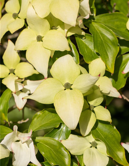 Japanischer Blumen-Hartriegel 'Schmetterling'