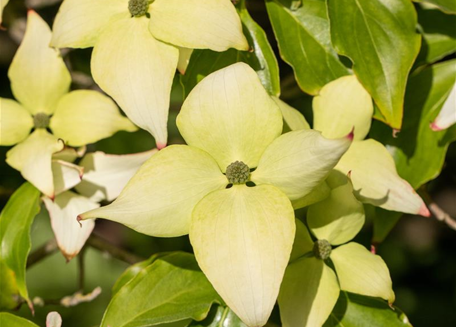 Japanischer Blumen-Hartriegel 'Schmetterling'