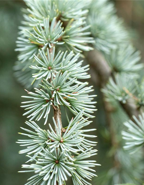 Blaue Zwerglärche 'Blue Dwarf'