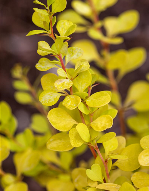 Berberitze 'Yellow Tower'