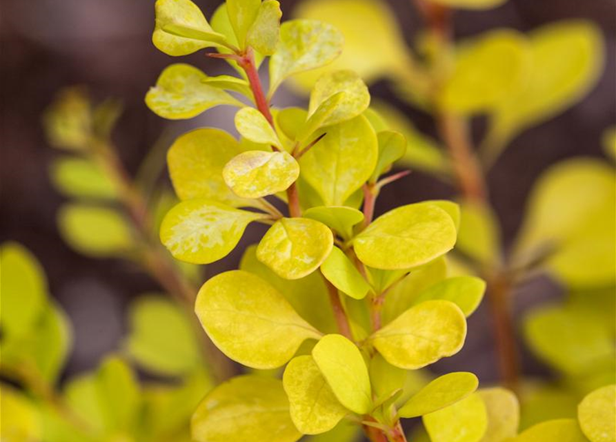 Berberitze 'Yellow Tower'