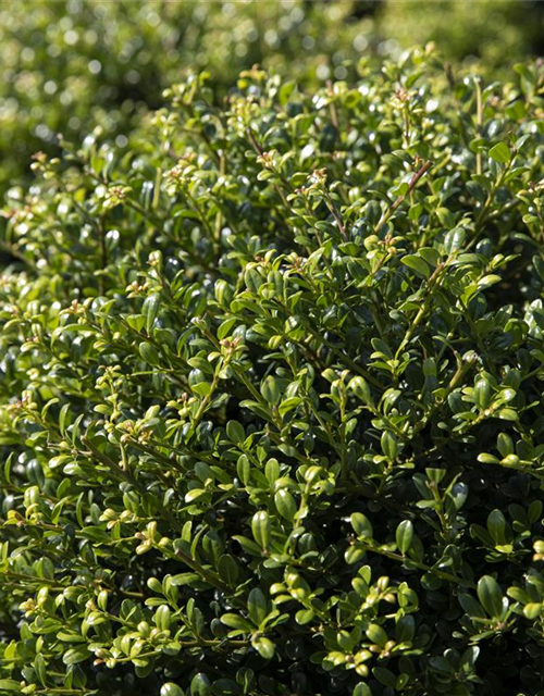 Berg-Ilex 'Glorie Gem'