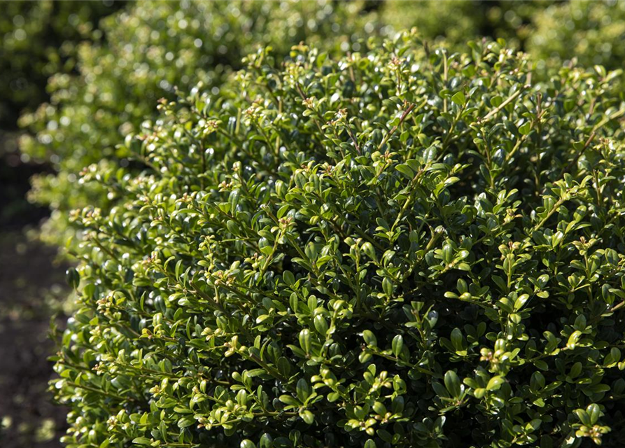 Berg-Ilex 'Glorie Gem'